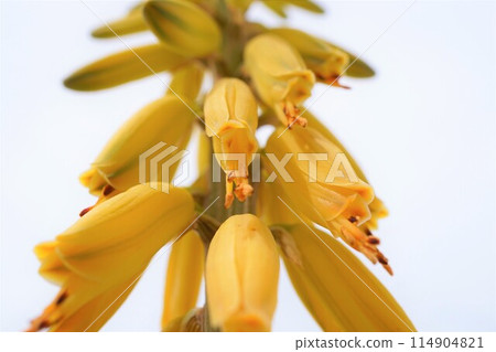 Aloe vera flower appreciation cultivation 114904821