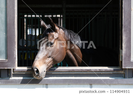 Horse peeking out of window Horse peeking out of window 114904931