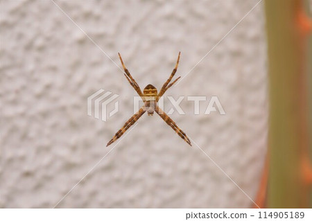 Orb Weaver Spider, Small Golden Spider Orb Weaver Spider, Small Golden Spider 114905189