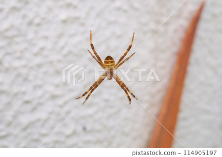 Orb Weaver Spider, Small Golden Spider Orb Weaver Spider, Small Golden Spider 114905197