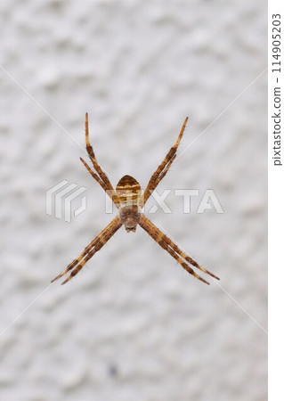 小金蜘蛛 小金蜘蛛 小金蜘蛛 小金蜘蛛 114905203