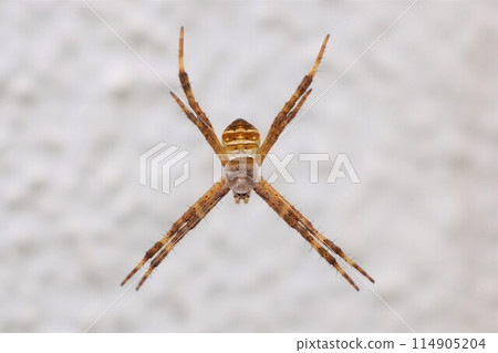 Orb Weaver Spider, Small Golden Spider Orb Weaver Spider, Small Golden Spider 114905204