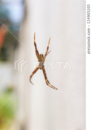 小金蜘蛛 小金蜘蛛 小金蜘蛛 小金蜘蛛 114905205