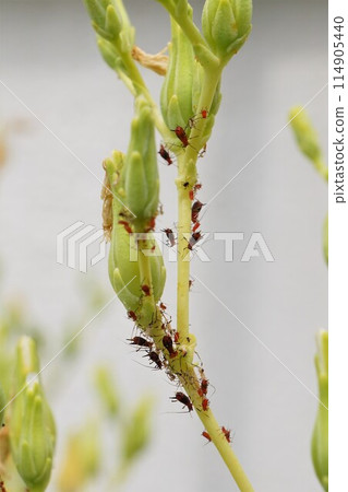 蚜蟲、油蝽、臭蟲 114905440