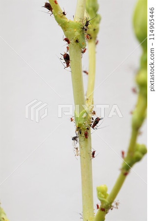 Aphids, oil bugs, Hemiptera 114905446