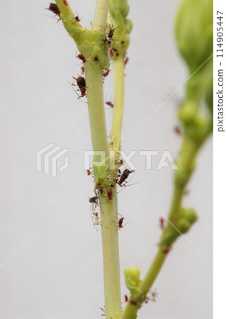 Aphids, oil bugs, Hemiptera Aphids, oil bugs, Hemiptera 114905447