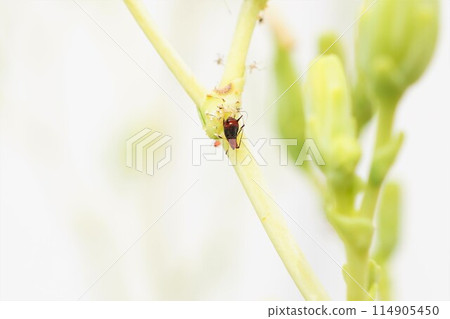 Aphids, oil bugs, Hemiptera 114905450
