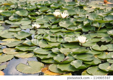 Water lily and reeds on the lake in the summer. White waterlilies blooming on pond. Swamping lily pads and grass on river Water lily and reeds on the lake in the summer. White waterlilies blooming on pond. Swamping lily pads and grass on river 114905597