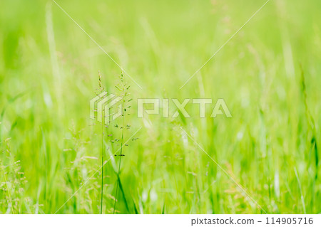 Grass swaying in the wind Grass swaying in the wind 114905716