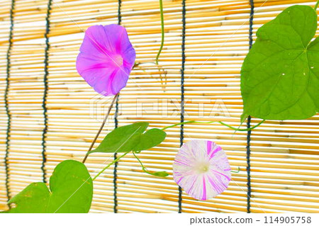 Morning glory morning glory morning glory Morning glory morning glory morning glory 114905758