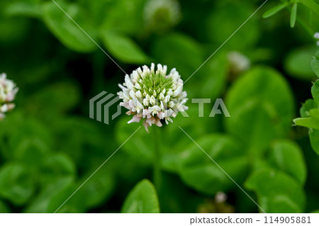White clover White clover 114905881
