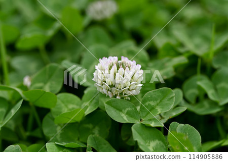 白三葉草 114905886