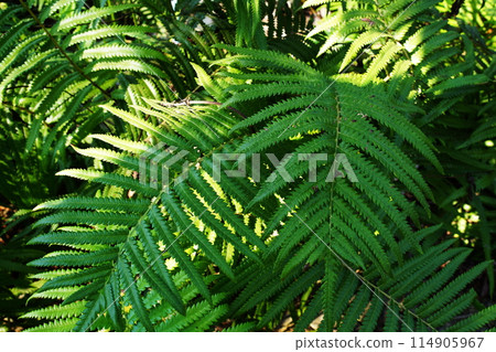 Abstract green tropical leaves nature background 114905967