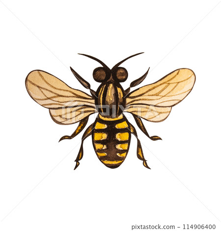 Watercolor illustration on insects in the garden, gardening. A color image of a bee on a transparent background. Perfect for accessories and country house design Watercolor illustration on insects in the garden, gardening. A color image of a bee on a transparent background. Perfect for accessories and country house design 114906400
