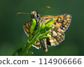 Arctic skipper (Carterocephalus palaemon)  114906666