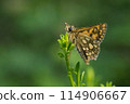Arctic skipper (Carterocephalus palaemon)  114906667