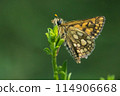 Arctic skipper (Carterocephalus palaemon)  114906668