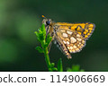 Arctic skipper (Carterocephalus palaemon)  114906669