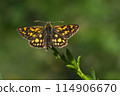Arctic skipper (Carterocephalus palaemon)  114906670