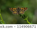Arctic skipper (Carterocephalus palaemon)  114906671