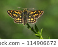 Arctic skipper (Carterocephalus palaemon)  114906672