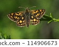 Arctic skipper (Carterocephalus palaemon)  114906673