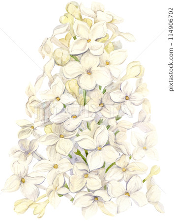 Watercolor drawing of white lilac. Hand drawn botanical illustration of Shringa vulgaris. Spring purple flowers for a romantic card. An aromatic plant for packaging soap, perfume, cosmetics. 114906702