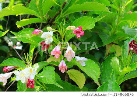 日本黃楊木與雙色花 114906876