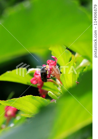 黃箱蟲和蜜蜂 114906879