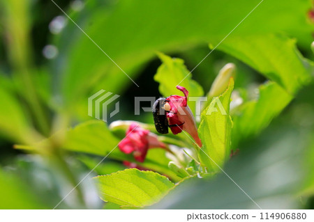 黃箱蟲和蜜蜂 黃箱蟲和蜜蜂 114906880