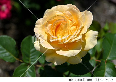 Yellow roses are blooming 114906907
