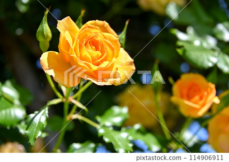 Yellow roses are blooming 114906911