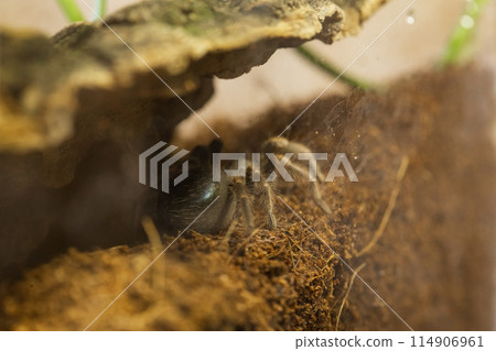 Mexican Red Knee Tarantula Juvenile Size Spider Mexican Red Knee Tarantula Juvenile Size Spider 114906961