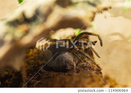 Mexican Red Knee Tarantula Juvenile Spider Molting 114906964
