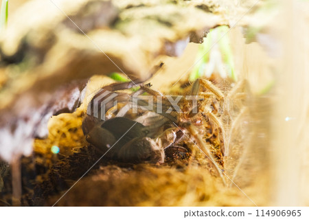 Mexican Red Knee Tarantula Juvenile Spider Molting 114906965