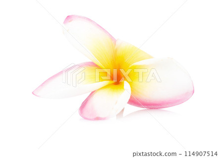 pink and white plumeria flowers on white 114907514