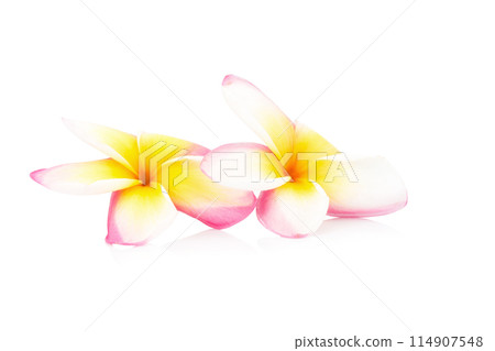 white and pink frangipani flowers on white background 114907548