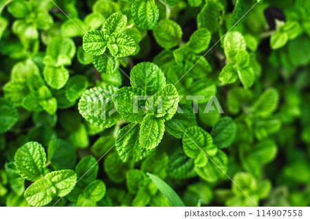 Lush foliage of organic peppermint, Mint leaves in nature 114907558