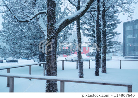Fir tree with snow covered in winter Fir tree with snow covered in winter 114907640
