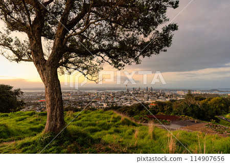 Viewpoint of Mount Eden with iconic tree and sky tower among illuminated city at Auckland, New Zealand 114907656