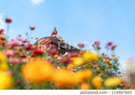 Asian woman sitting on the rock among the Straw flower or Everlasting flower blooming in the field Asian woman sitting on the rock among the Straw flower or Everlasting flower blooming in the field 114907805