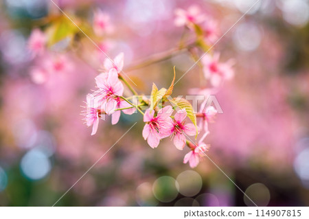 Wild himalayan cherry tree with pink flower blooming in springtime on agriculture field Wild himalayan cherry tree with pink flower blooming in springtime on agriculture field 114907815