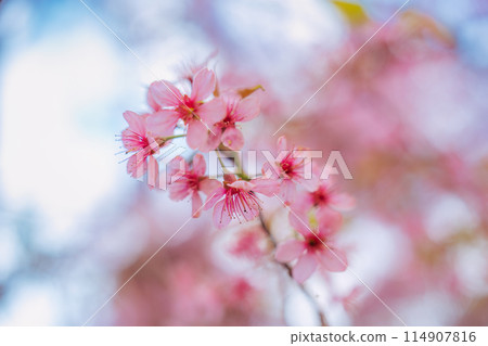 Wild himalayan cherry tree with pink flower blooming in springtime on agriculture field 114907816