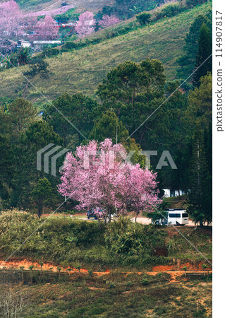 Wild himalayan cherry tree blooming in springtime on agriculture field at Phu Hin Rong Kla national park 114907817