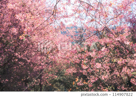 Pink wild himalayan cherry tree blooming in the garden on springtime at Phu Lom Lo 114907822