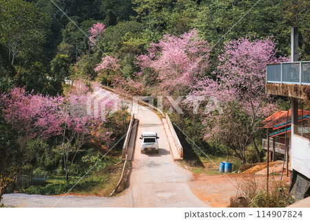 Car driving on the road under Wild himalayan cherry forest in springtime at countryside 114907824