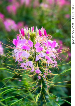 Spider Flower or Cleome with pink color petal blooming in the garden 114907833