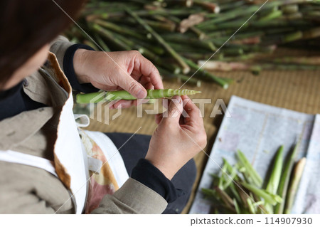 A woman peeling the bark from a bamboo plant 114907930