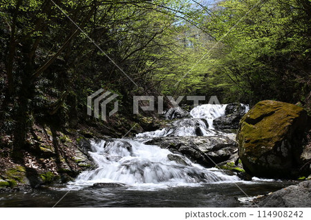 Fresh water fish stop waterfall Fresh water fish stop waterfall 114908242