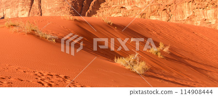 Dry plants, orange desert sand, banner Dry plants, orange desert sand, banner 114908444
